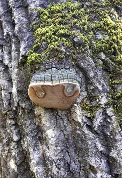 Background, the structure of a tree trunk infected with fungi and parasites i Stock Photos