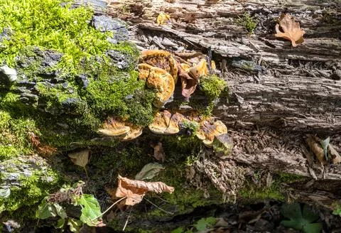 Background, the structure of a tree trunk infected with fungi and parasites i Stock Photos