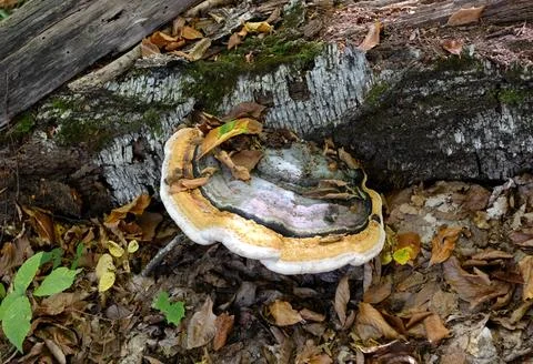 Background, the structure of a tree trunk infected with fungi and parasites i Stock Photos