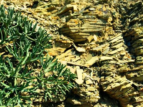 Background with succulent or grass on the dry rocks Stock Photos