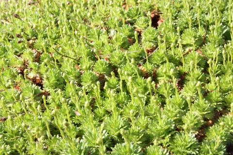 Background of the succulent plant Stock Photos