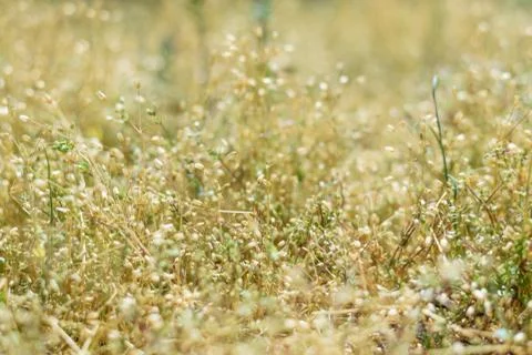 Background with summer green grass. Selective focus. Stock Photos