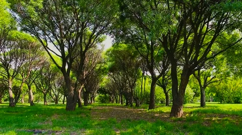 Background summer park Stock Footage 56273587