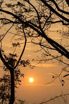 Background sun sky trees die Stock Photos