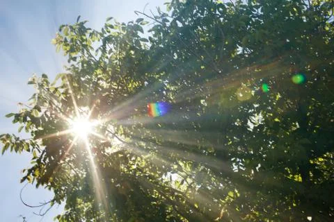 Background of sunbeams and tree Stock Photos