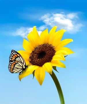 Background with sunflower field over cloudy blue sky. vector Stock Illustration