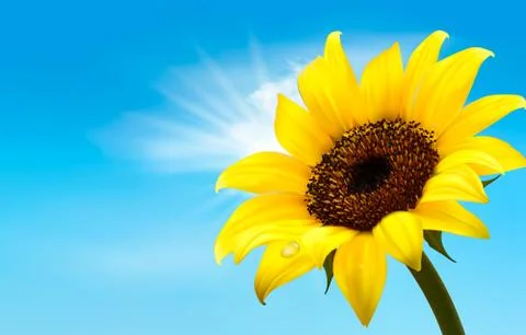 Background with sunflower field over cloudy blue sky. vector Stock Illustration