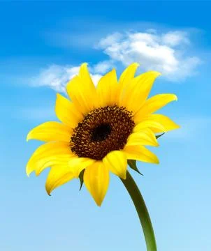 Background with sunflower field over cloudy blue sky. vector Stock Illustration