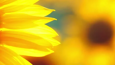 Background with Sunflower Petals 動画素材 106453206