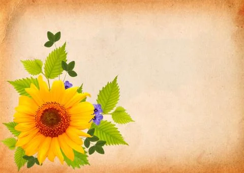 Background with sunflower Foto stock