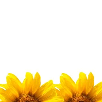 Background of sunflowers Stock Illustration