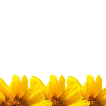 Background of sunflowers Stock Illustration