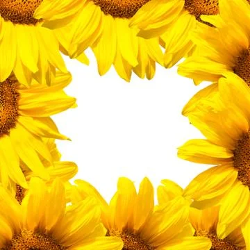 Background of sunflowers Stock Illustration