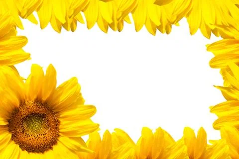 Background of sunflowers Stock Illustration