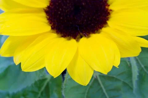 Background with sunflowers Stock Photos