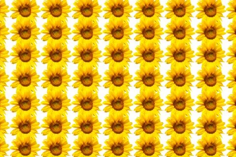 Background of sunflowers Stock Photos