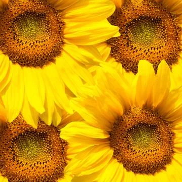 Background of sunflowers Stock Photos