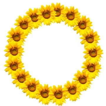 Background of sunflowers Stock Photos