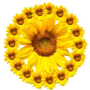 Background of sunflowers Stock Photos