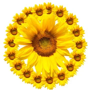 Background of sunflowers Stock Photos