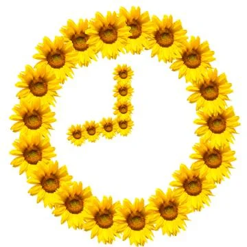 Background of sunflowers Stock Photos