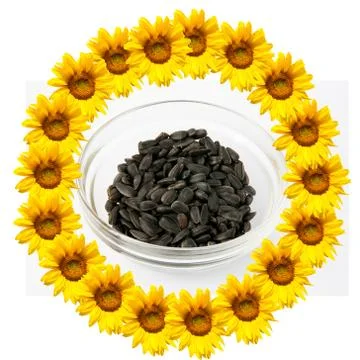 Background of sunflowers Stock Photos