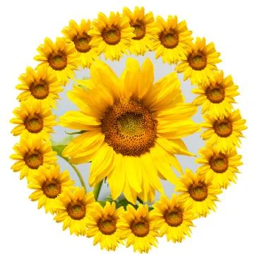 Background of sunflowers Stock Photos