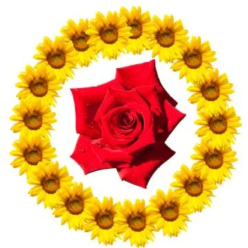 Background of sunflowers Stock Photos