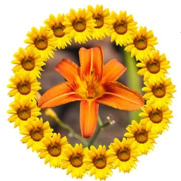 Background of sunflowers Stock Photos