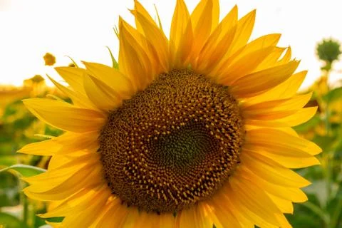 Background of sunflowers. Stock Photos