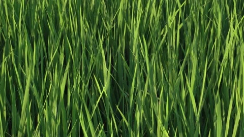 Background sunlight hits the rice field area Stock Footage 230918485