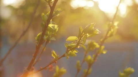 The background of the Sunrise in the nature, the spring bloom closeup Stock-Footage 75028238
