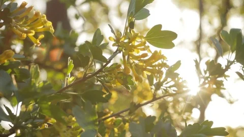 The background of the Sunrise in the nature, the spring bloom closeup Stock Footage 75030021