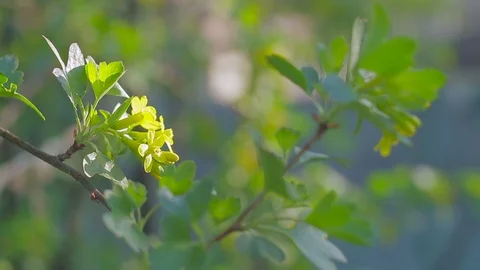 The background of the Sunrise in the nature, the spring bloom Stock Footage 88759234