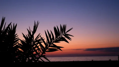 Background with sunset colorful sky, dark beach and palm tree silhouette. Stock Footage 246472380