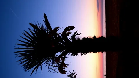 Background with sunset colorful sky, dark empty beach palm tree silhouette. Stock Footage 256142022