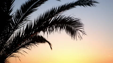 Background with sunset colorful sky, yellow sun and palm tree shadow. Video stock 246288907