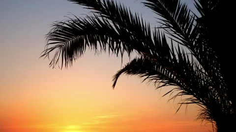 Background with sunset colorful sky, yellow sun and palm tree shadow. Video stock 247248935