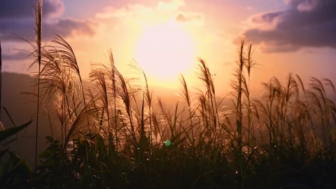 The background is sunset, with miscanthus flowers shot against the light. Stock Footage 256665442