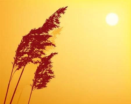 Background of sunset with vegetal silhouette and copy space. Stock Illustration