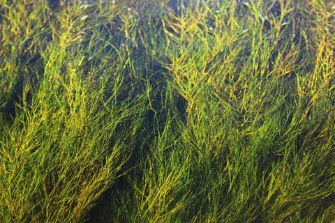 Background from surface-creeping algae Stock Photos