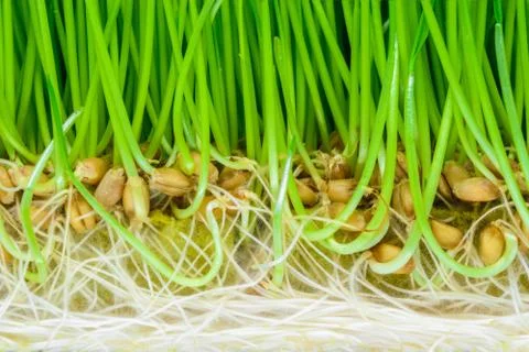 Background surface of crosscut sprouted wheat with visible green shoots, seed Stock Photos