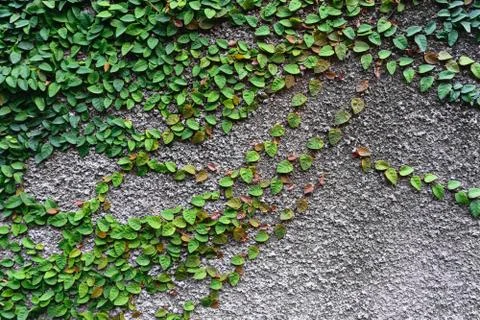 Background surface of grey concrete wall with green climbing plant Stock Photos
