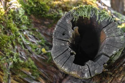 Background surface of old cut tree branch covered with moss and visible hole Stock Photos