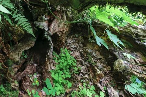Background surface of old tree trunk surrounded by ferns and climbers plants Stock Photos