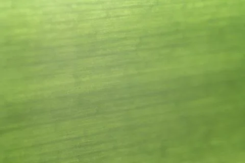 Background-surface of a plant leaf Stock Photos