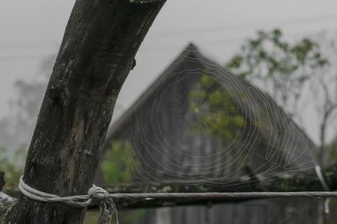Background surface of spider web in front of house in foggy day Stock Photos