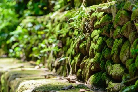 Background surface of stone wall covered by moss Stock Photos