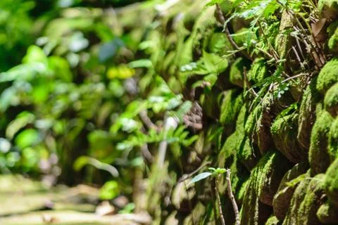 Background surface of stone wall covered by moss Stock Photos