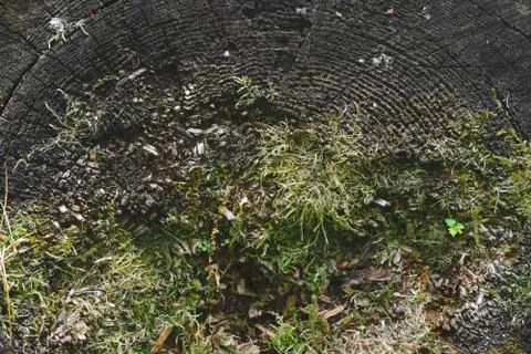 Background surface of very old grey wood stub with moss and grass Foto stock